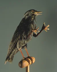 Ein Sekretärvogel: Der Begleiter der Hexe